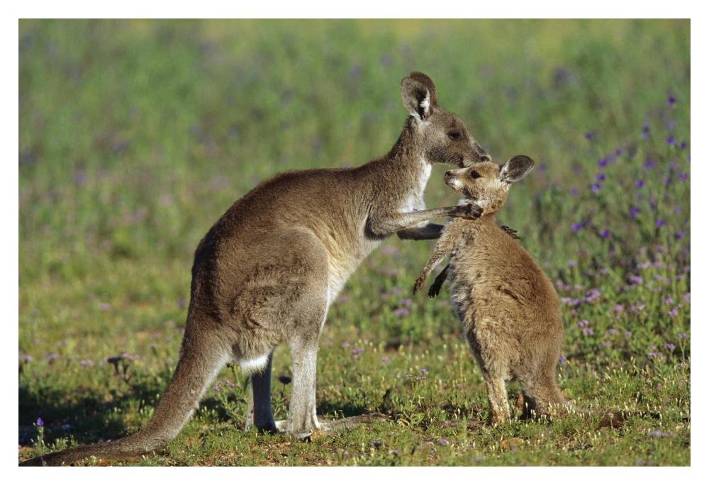 Eastern Grey Kangaroo mother with joey, Australia-Paper Art-20"x14"