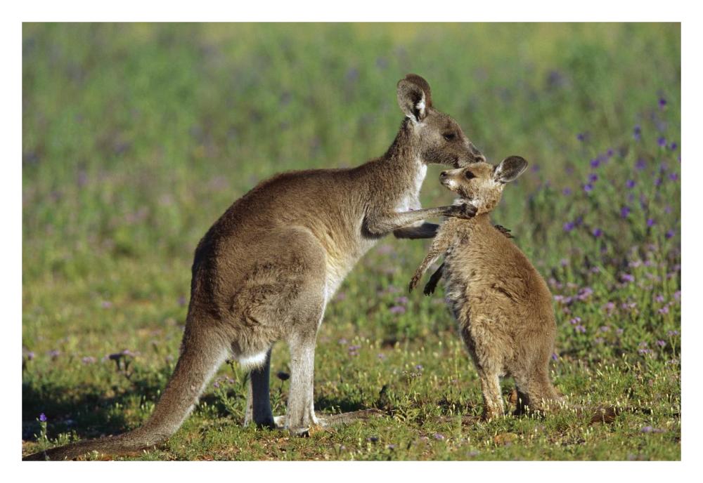 Eastern Grey Kangaroo mother with joey, Australia-Paper Art-32"x22"
