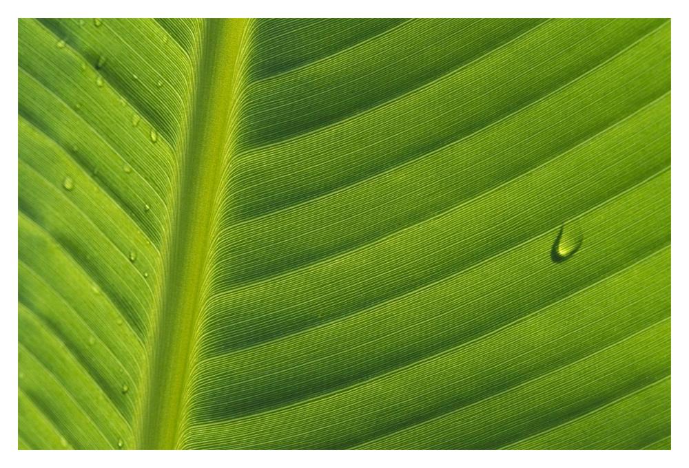 Banana close up of leaf with water droplets, Rwanda-Paper Art-20"x14"