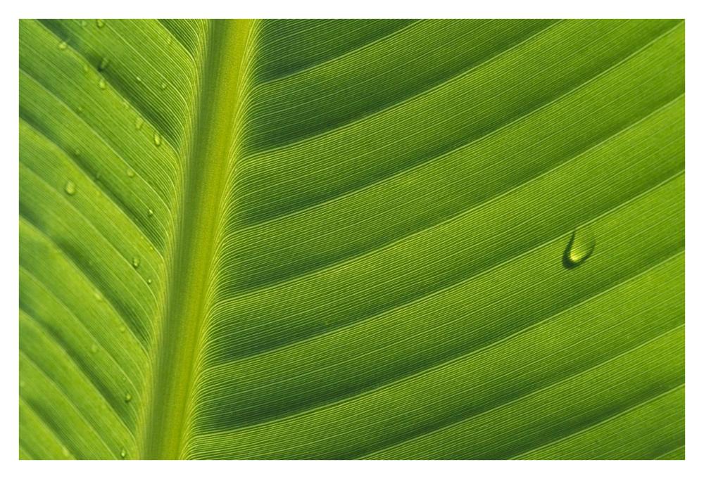 Banana close up of leaf with water droplets, Rwanda-Paper Art-38"x26"