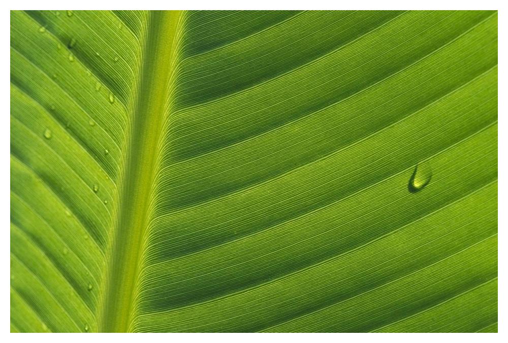 Banana close up of leaf with water droplets, Rwanda-Paper Art-50"x34"