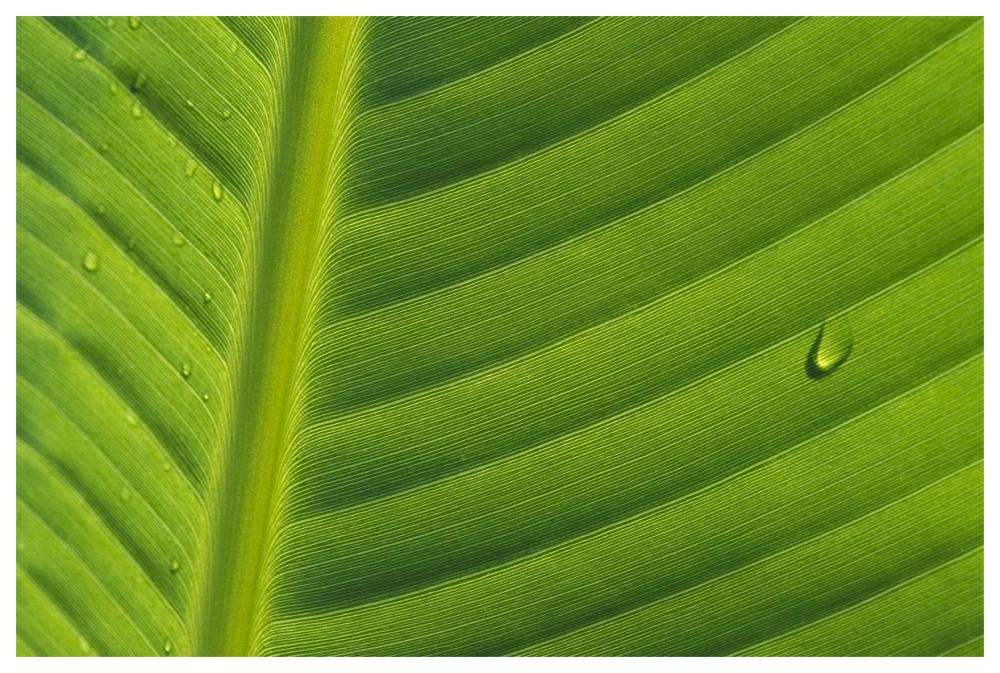 Banana close up of leaf with water droplets, Rwanda-Paper Art-62"x42"