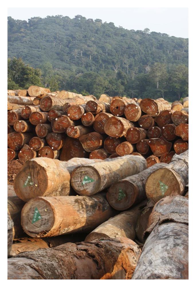 Logged timber from the tropical rainforest, Cameroon-Paper Art-14"x20"