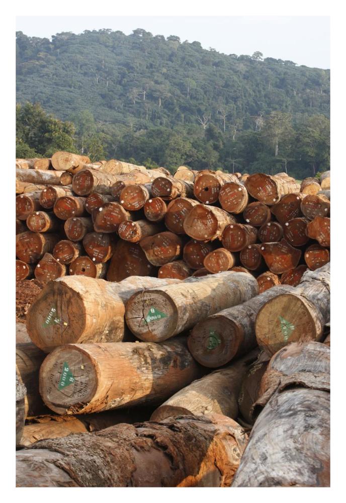 Logged timber from the tropical rainforest, Cameroon-Paper Art-22"x32"