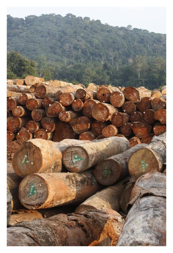 Logged timber from the tropical rainforest, Cameroon-Paper Art-26"x38"