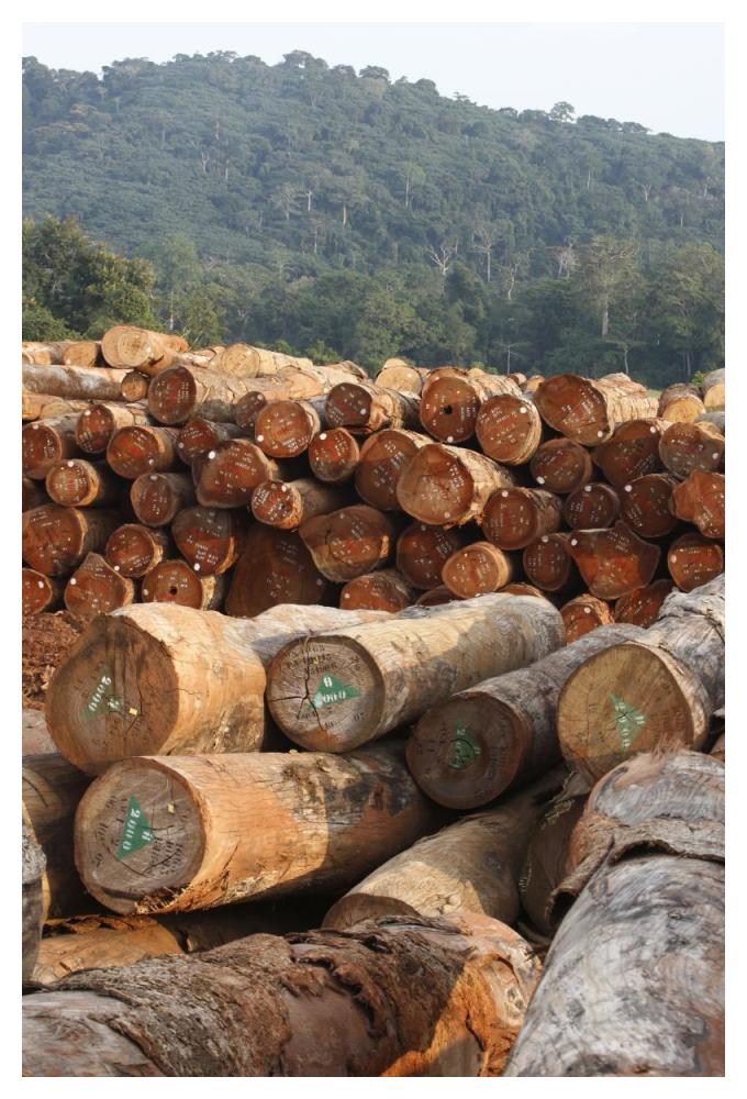Logged timber from the tropical rainforest, Cameroon-Paper Art-34"x50"