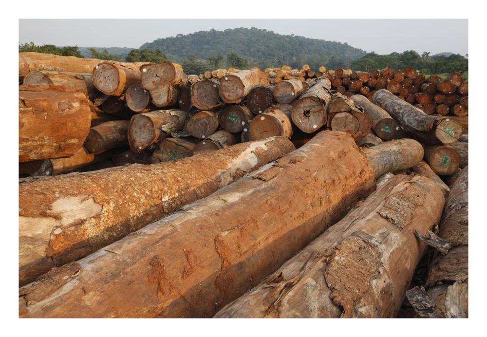 Logged timber from the tropical rainforest, Cameroon-Paper Art-26"x18"