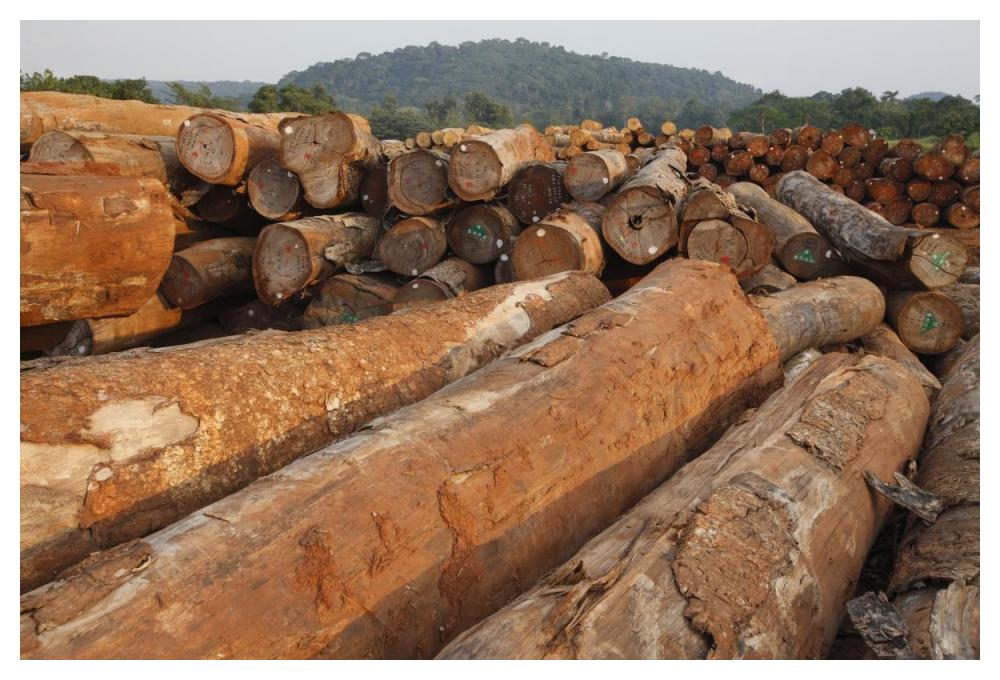 Logged timber from the tropical rainforest, Cameroon-Paper Art-50"x34"