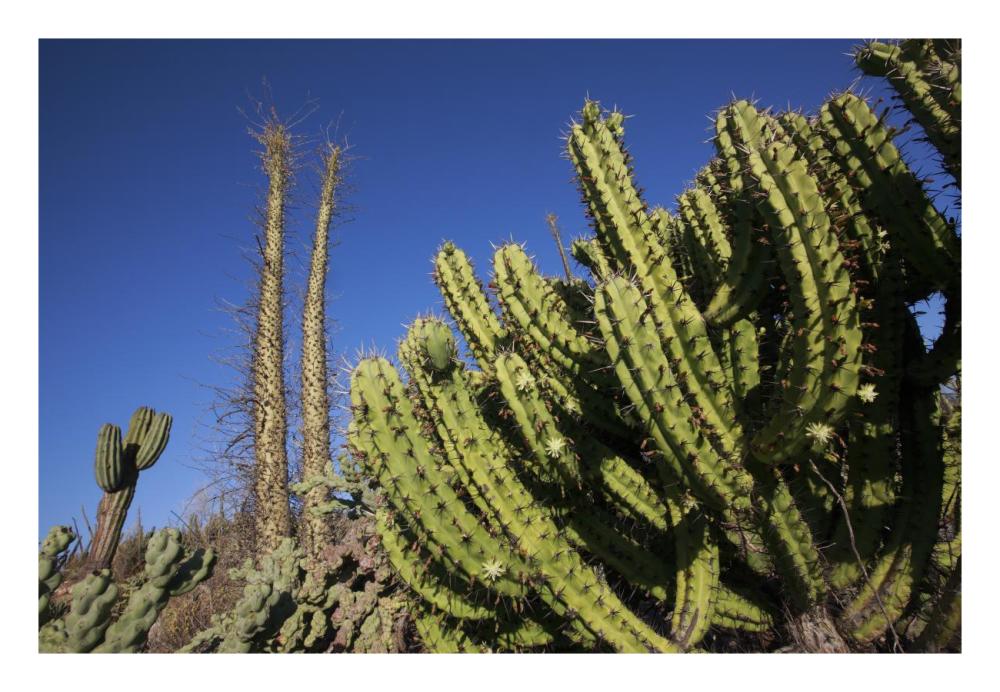 Organ Pipe Cactus, El Vizcaino Biosphere Reserve, Mexico-Paper Art-26"x18"