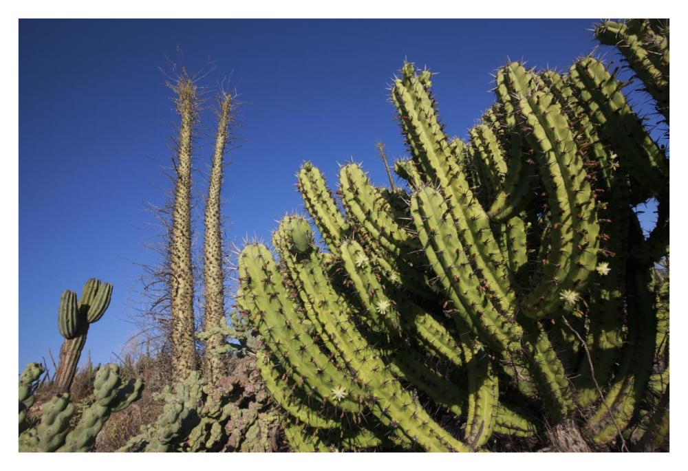 Organ Pipe Cactus, El Vizcaino Biosphere Reserve, Mexico-Paper Art-38"x26"