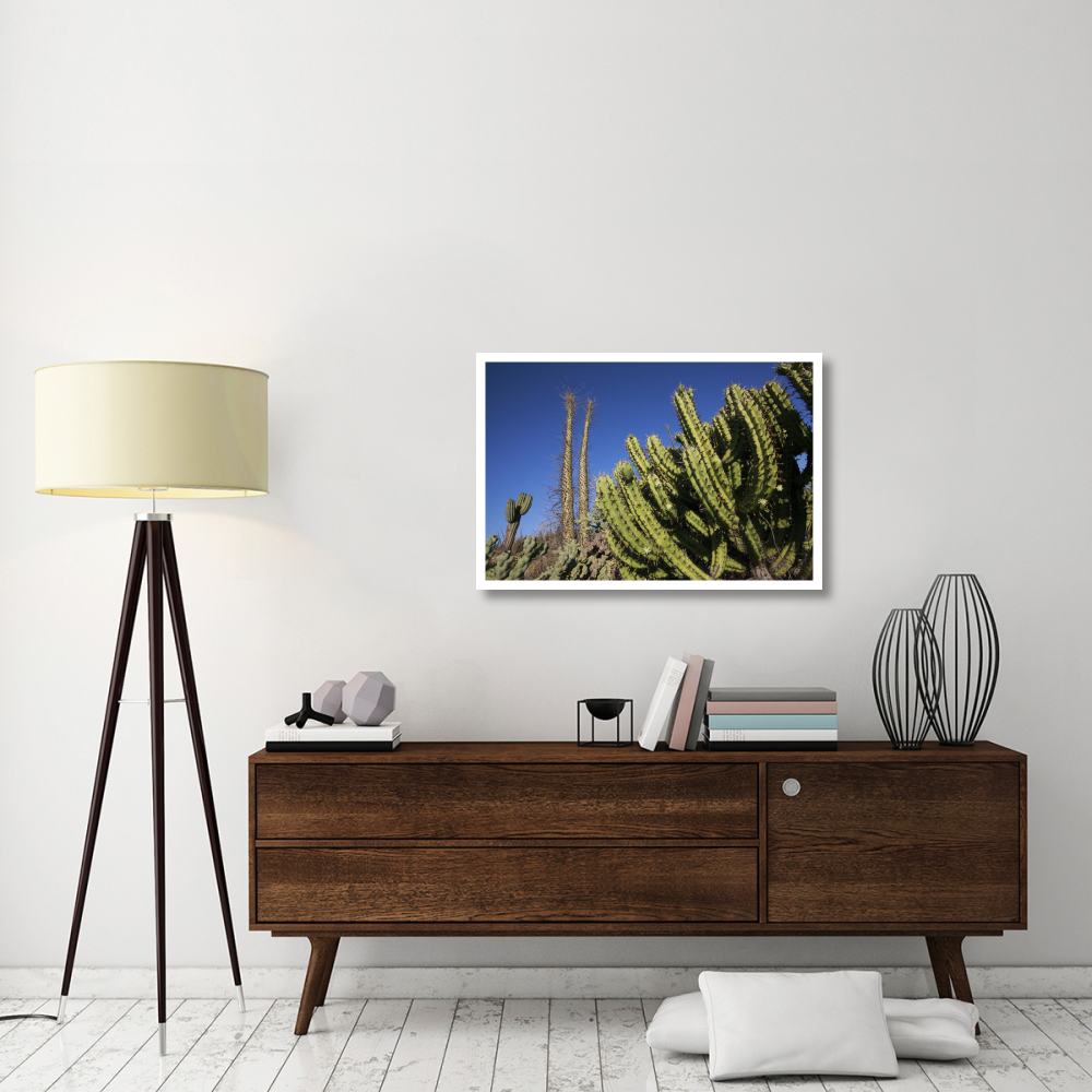 Organ Pipe Cactus, El Vizcaino Biosphere Reserve, Mexico-Paper Art-38&quotx26"