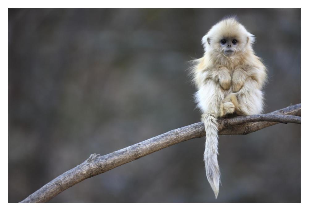 Golden Snub-nosed Monkey juvenile, Qinling Mountains, China-Paper Art-20"x14"