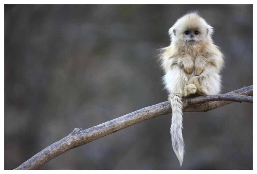 Golden Snub-nosed Monkey juvenile, Qinling Mountains, China-Paper Art-62"x42"