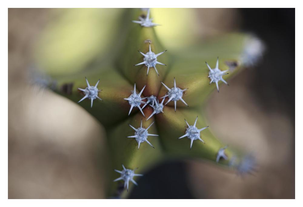 Old Man Cactus detail of spines, El Vizcaino Biosphere Reserve, Mexico-Paper Art-20"x14"