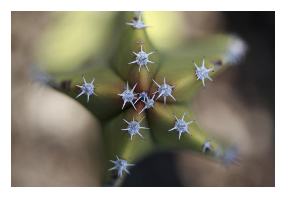 Old Man Cactus detail of spines, El Vizcaino Biosphere Reserve, Mexico-Paper Art-26"x18"