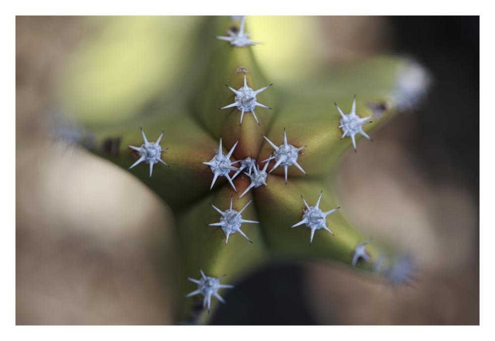 Old Man Cactus detail of spines, El Vizcaino Biosphere Reserve, Mexico-Paper Art-32"x22"