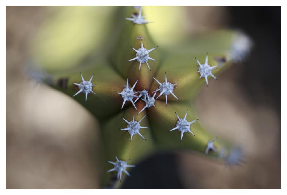 Old Man Cactus detail of spines, El Vizcaino Biosphere Reserve, Mexico-Paper Art-50"x34"