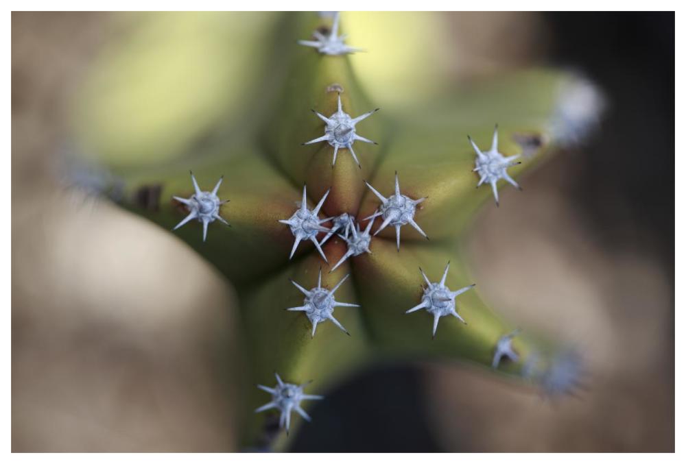 Old Man Cactus detail of spines, El Vizcaino Biosphere Reserve, Mexico-Paper Art-62"x42"