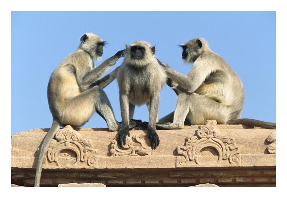 Hanuman Langur three on building grooming each other, Rajasthan, India-Paper Art-26"x18"