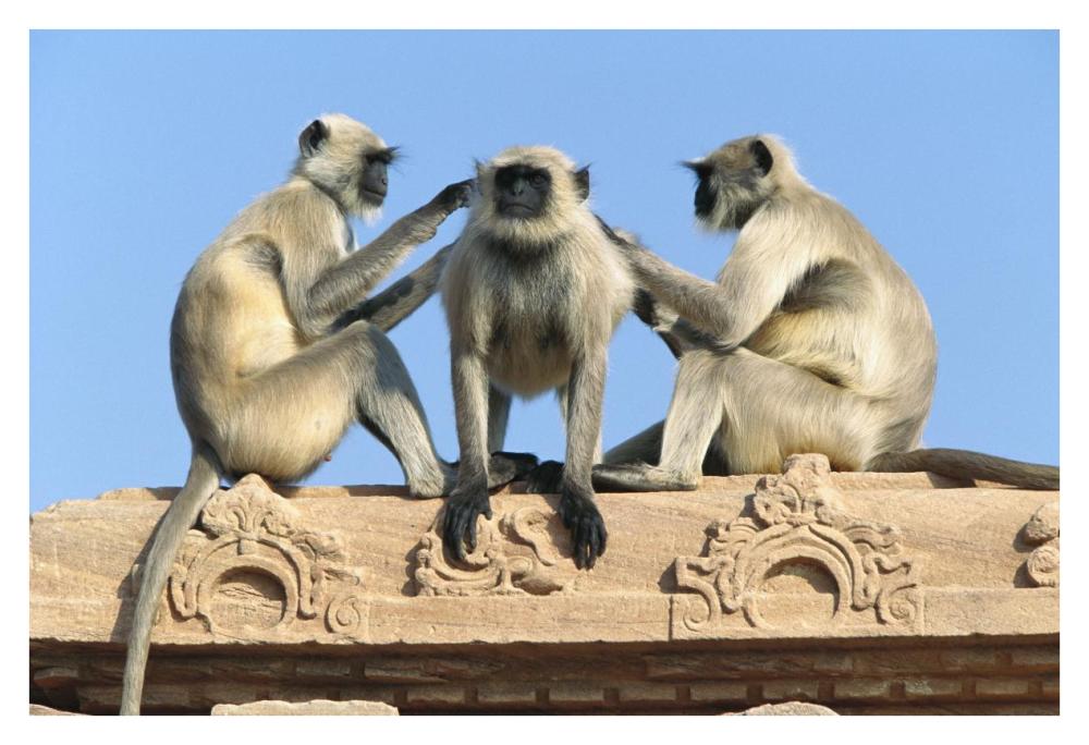 Hanuman Langur three on building grooming each other, Rajasthan, India-Paper Art-38"x26"