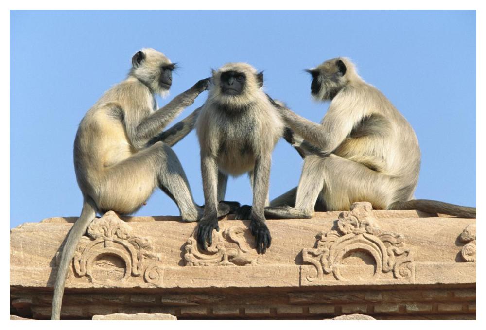 Hanuman Langur three on building grooming each other, Rajasthan, India-Paper Art-50"x34"