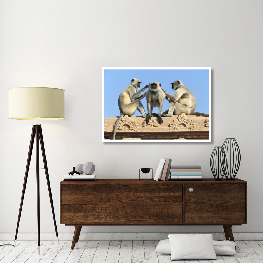 Hanuman Langur three on building grooming each other, Rajasthan, India-Paper Art-50&quotx34"