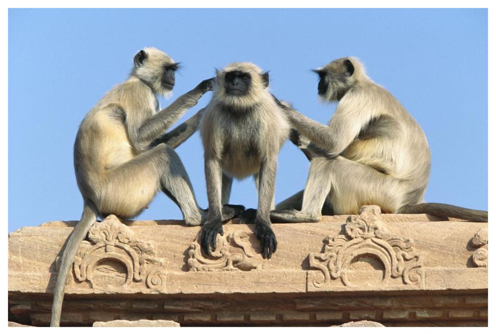 Hanuman Langur three on building grooming each other, Rajasthan, India-Paper Art-62"x42"