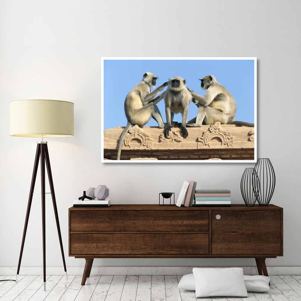 Hanuman Langur three on building grooming each other, Rajasthan, India-Paper Art-62&quotx42"