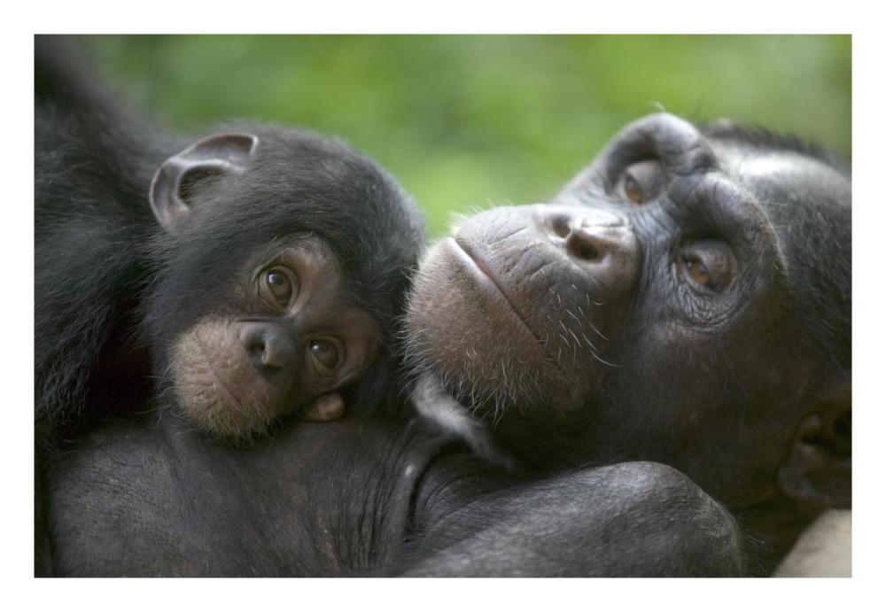 Chimpanzee adult female and infant, Pandrillus Drill Sanctuary, Nigeria-Paper Art-26"x18"