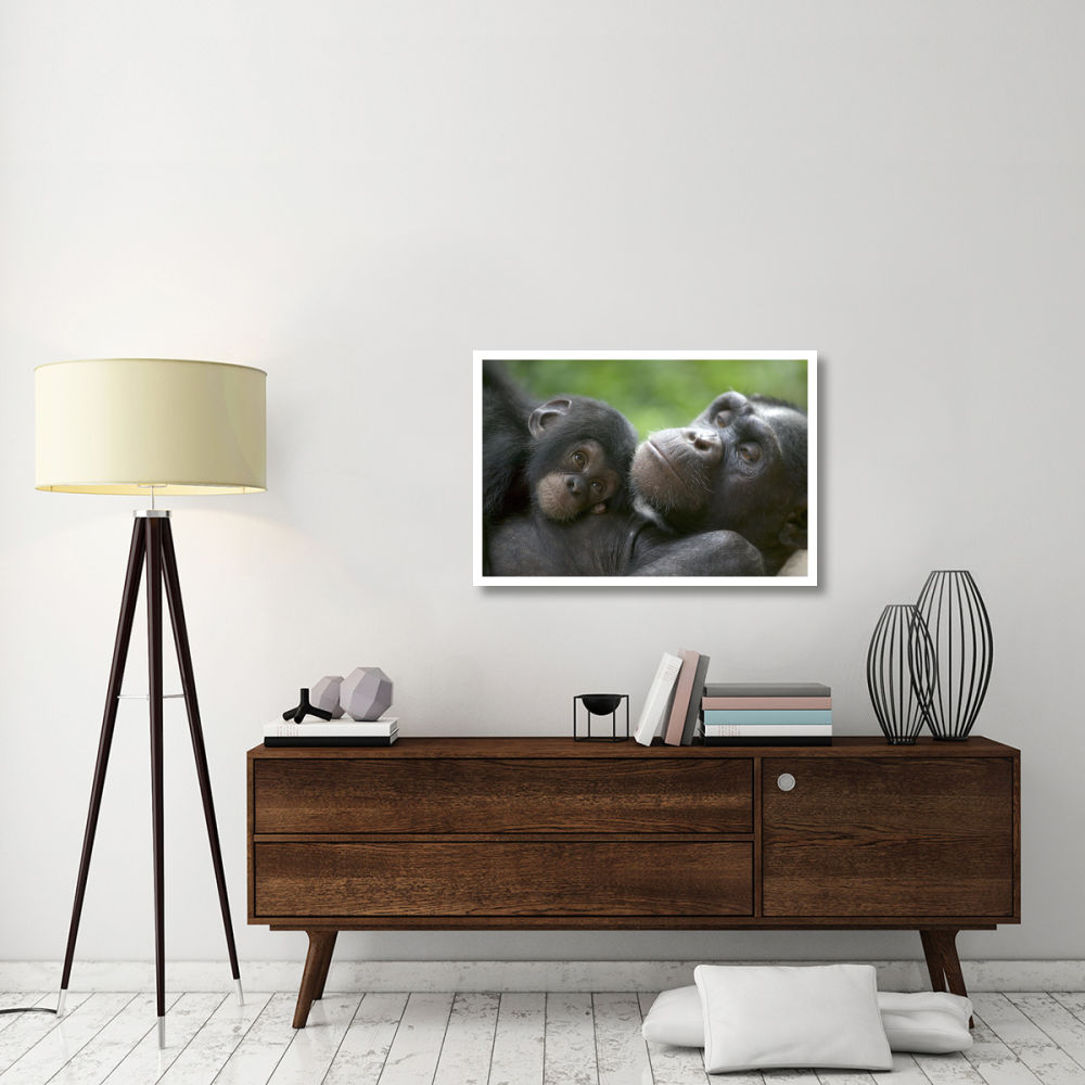 Chimpanzee adult female and infant, Pandrillus Drill Sanctuary, Nigeria-Paper Art-38&quotx26"