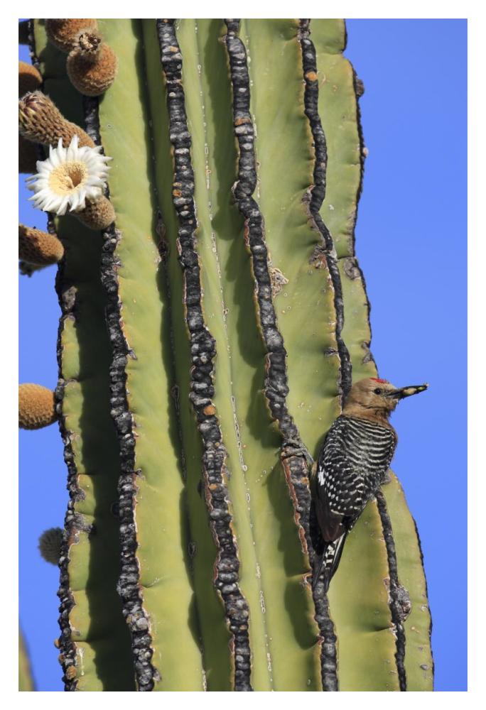Gila Woodpecker on Cardon cactus, El Vizcaino Biosphere Reserve, Mexico-Paper Art-14"x20"