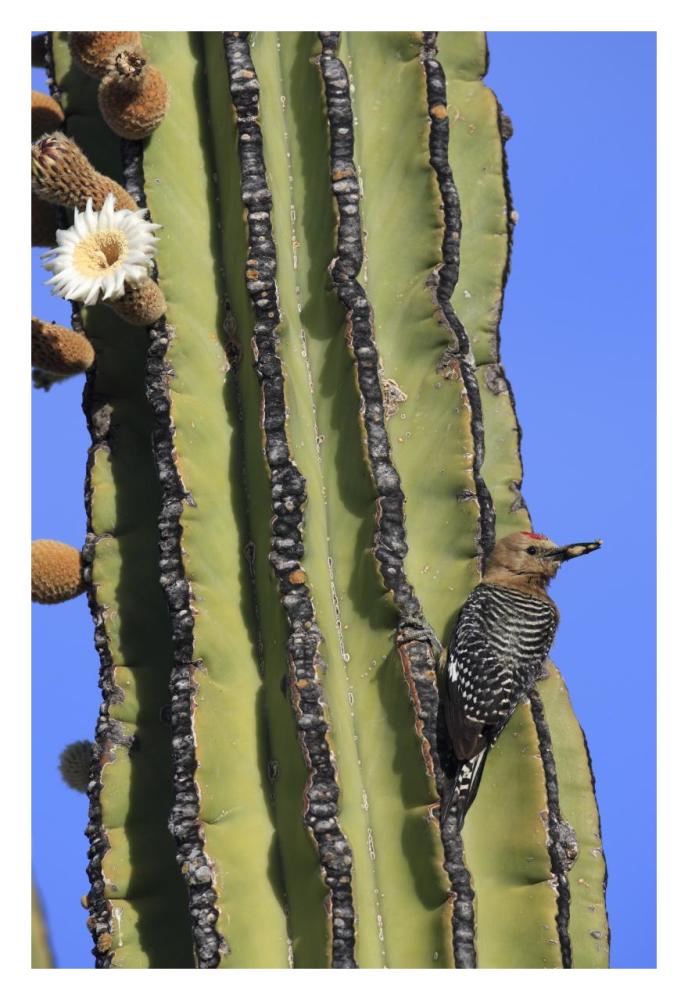 Gila Woodpecker on Cardon cactus, El Vizcaino Biosphere Reserve, Mexico-Paper Art-22"x32"