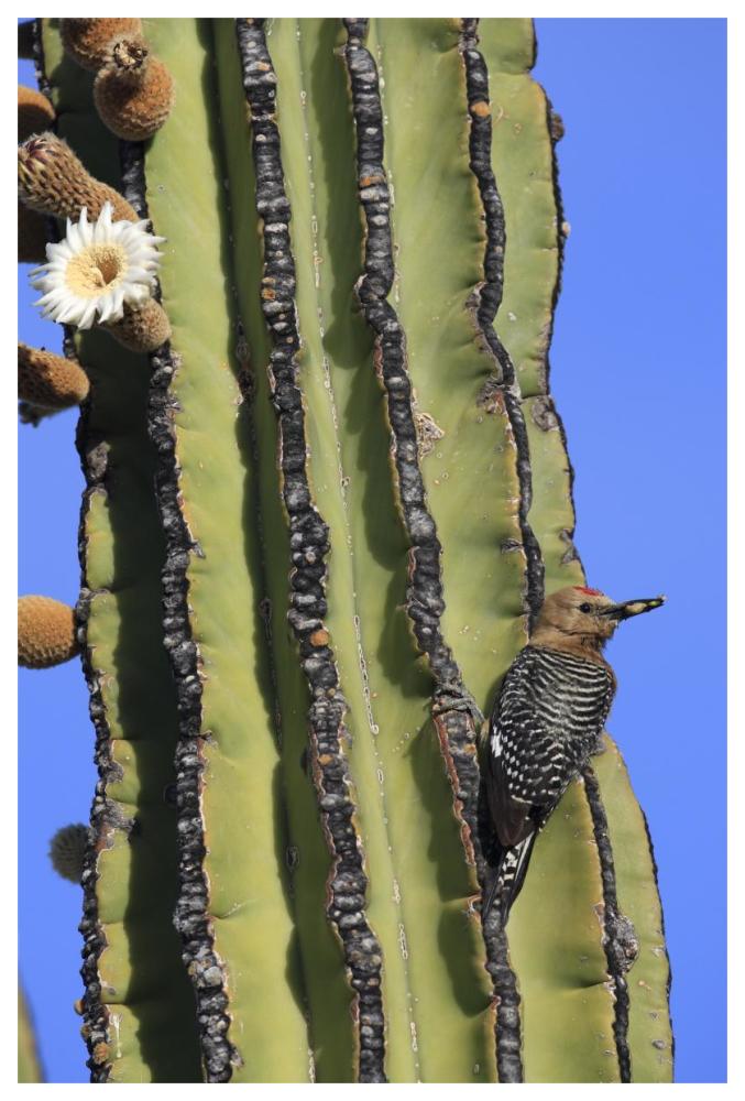 Gila Woodpecker on Cardon cactus, El Vizcaino Biosphere Reserve, Mexico-Paper Art-42"x62"