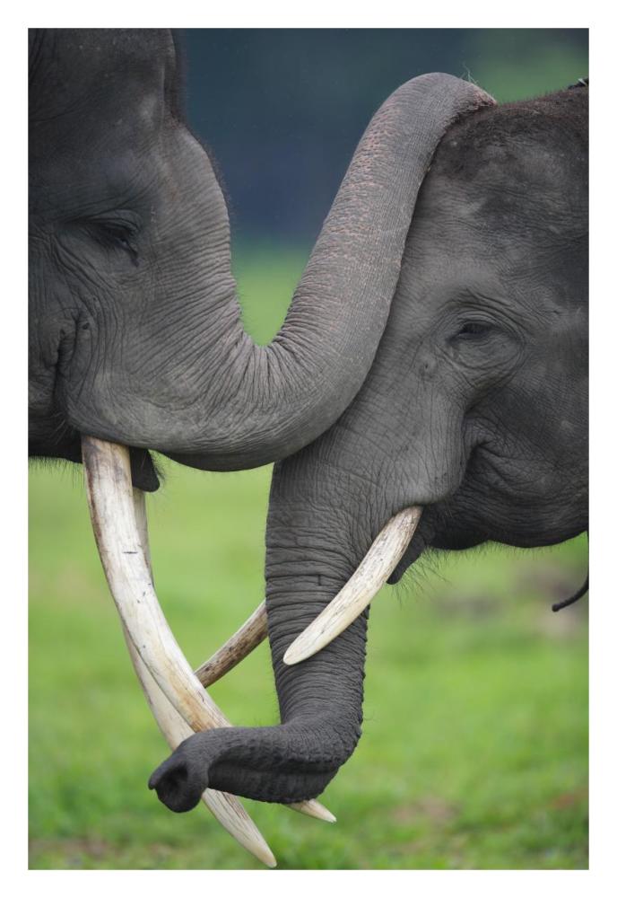Asian Elephant pair playing, Way Kambas National Park, Sumatra, Indonesia-Paper Art-22"x32"
