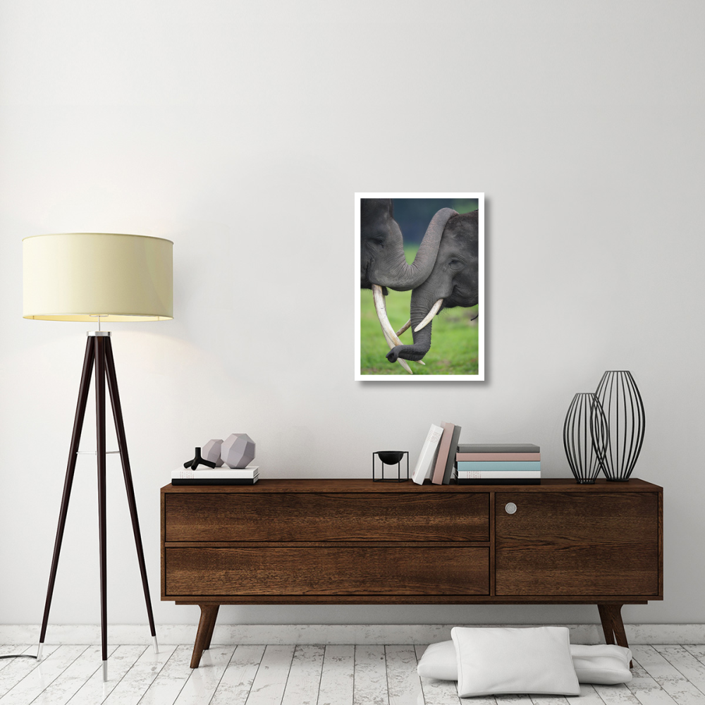 Asian Elephant pair playing, Way Kambas National Park, Sumatra, Indonesia-Paper Art-22&quotx32"