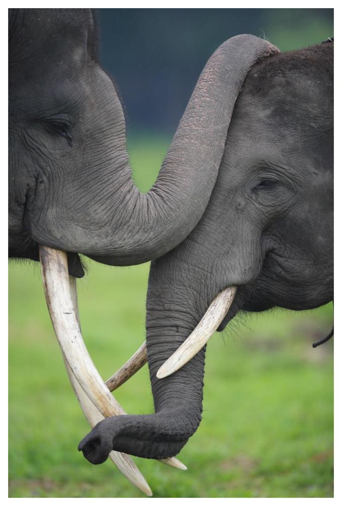 Asian Elephant pair playing, Way Kambas National Park, Sumatra, Indonesia-Paper Art-42"x62"