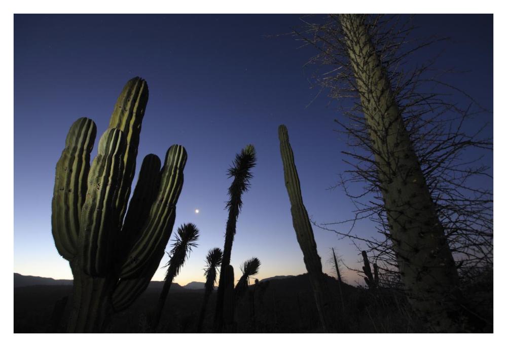 Boojum Tree and Cardon cacti at dusk, El Vizcaino Biosphere Reserve, Mexico-Paper Art-38"x26"