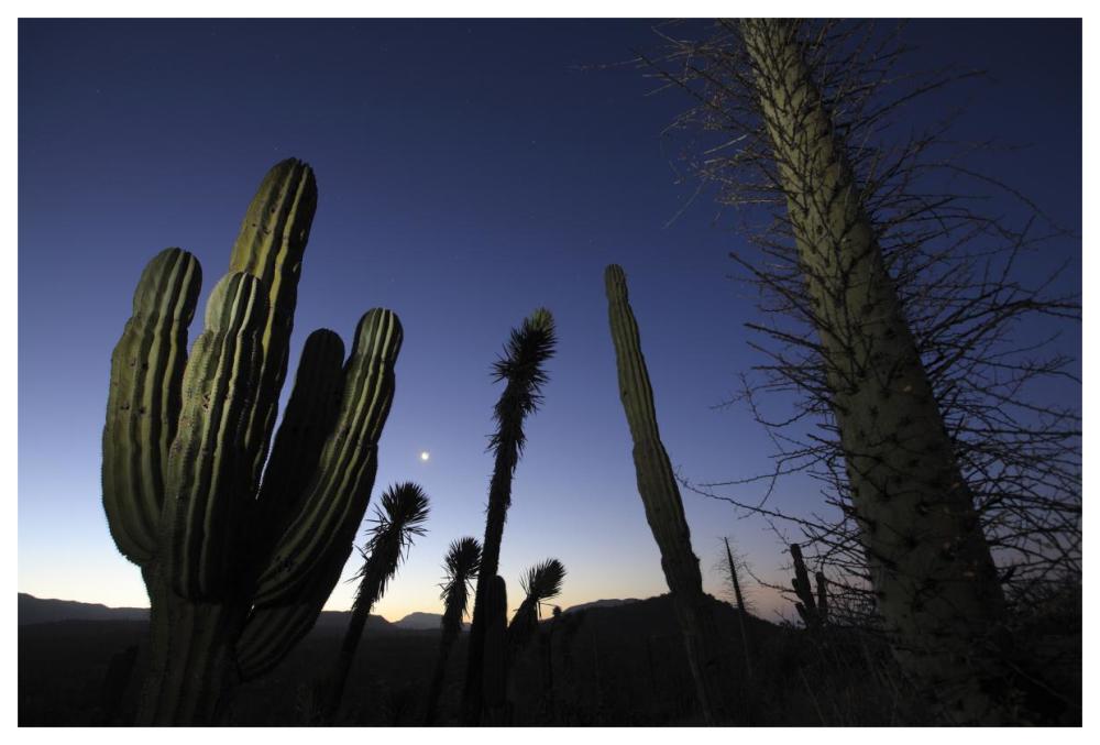 Boojum Tree and Cardon cacti at dusk, El Vizcaino Biosphere Reserve, Mexico-Paper Art-62"x42"