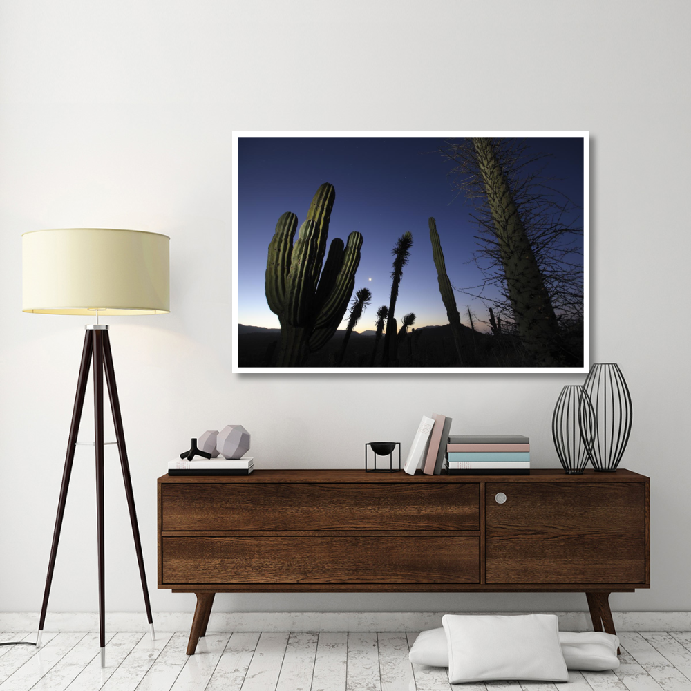 Boojum Tree and Cardon cacti at dusk, El Vizcaino Biosphere Reserve, Mexico-Paper Art-62&quotx42"