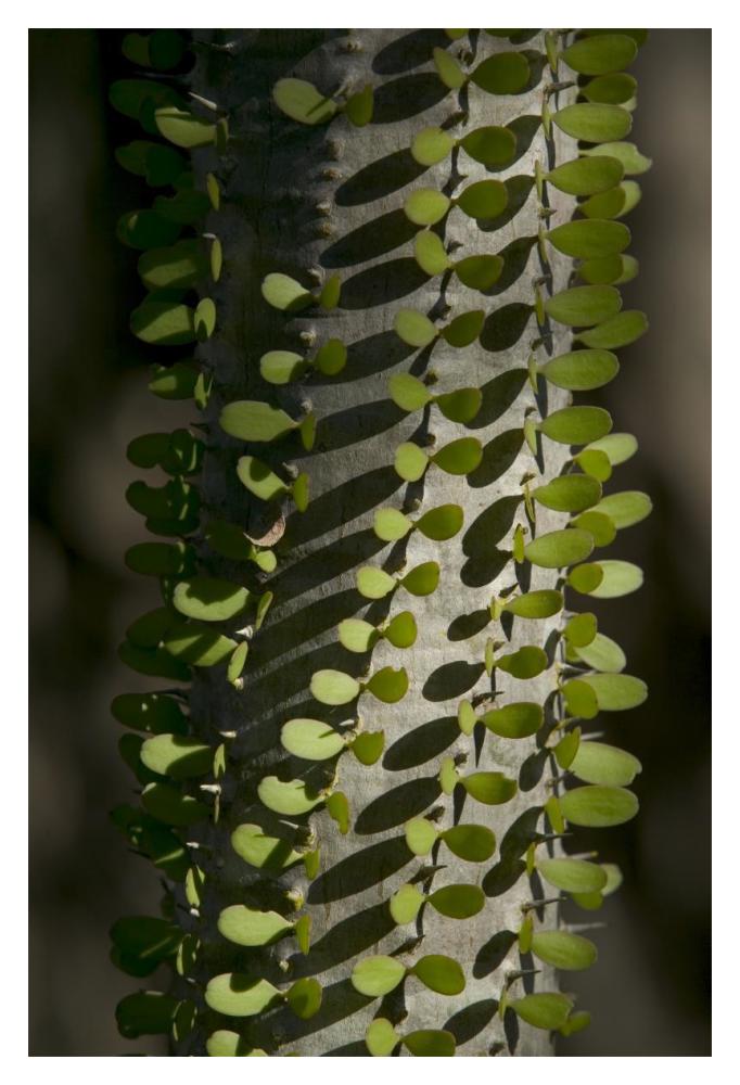 Madagascan Ocotillo showing fresh leaves, Berenty Private Reserve, Madagascar-Paper Art-14"x20"
