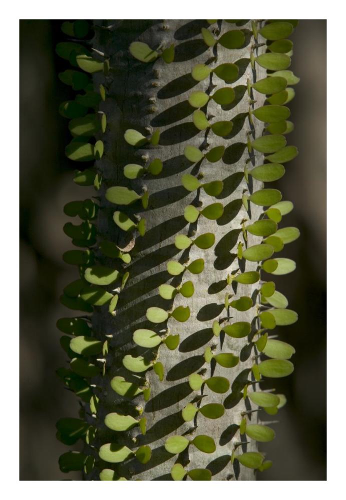 Madagascan Ocotillo showing fresh leaves, Berenty Private Reserve, Madagascar-Paper Art-18"x26"