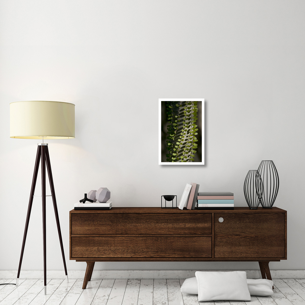 Madagascan Ocotillo showing fresh leaves, Berenty Private Reserve, Madagascar-Paper Art-18&quotx26"