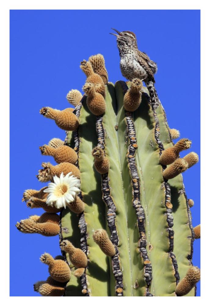 Cactus Wren singing atop Cardon cactus, El Vizcaino Biosphere Reserve, Mexico-Paper Art-22"x32"