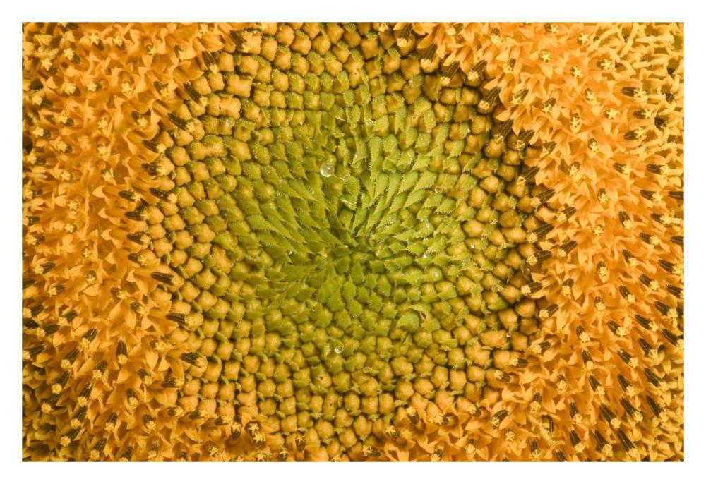 Common Sunflower close up showing anthers covered with pollen, Bourgogne, France-Paper Art-32"x22"