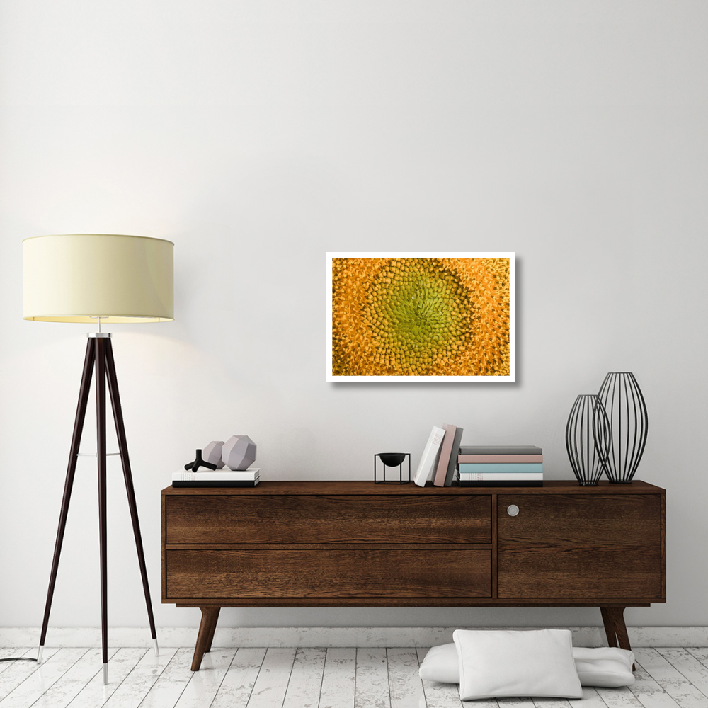 Common Sunflower close up showing anthers covered with pollen, Bourgogne, France-Paper Art-32&quotx22"