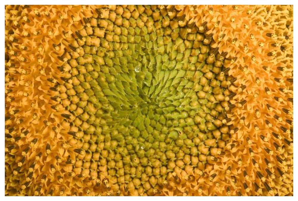 Common Sunflower close up showing anthers covered with pollen, Bourgogne, France-Paper Art-62"x42"