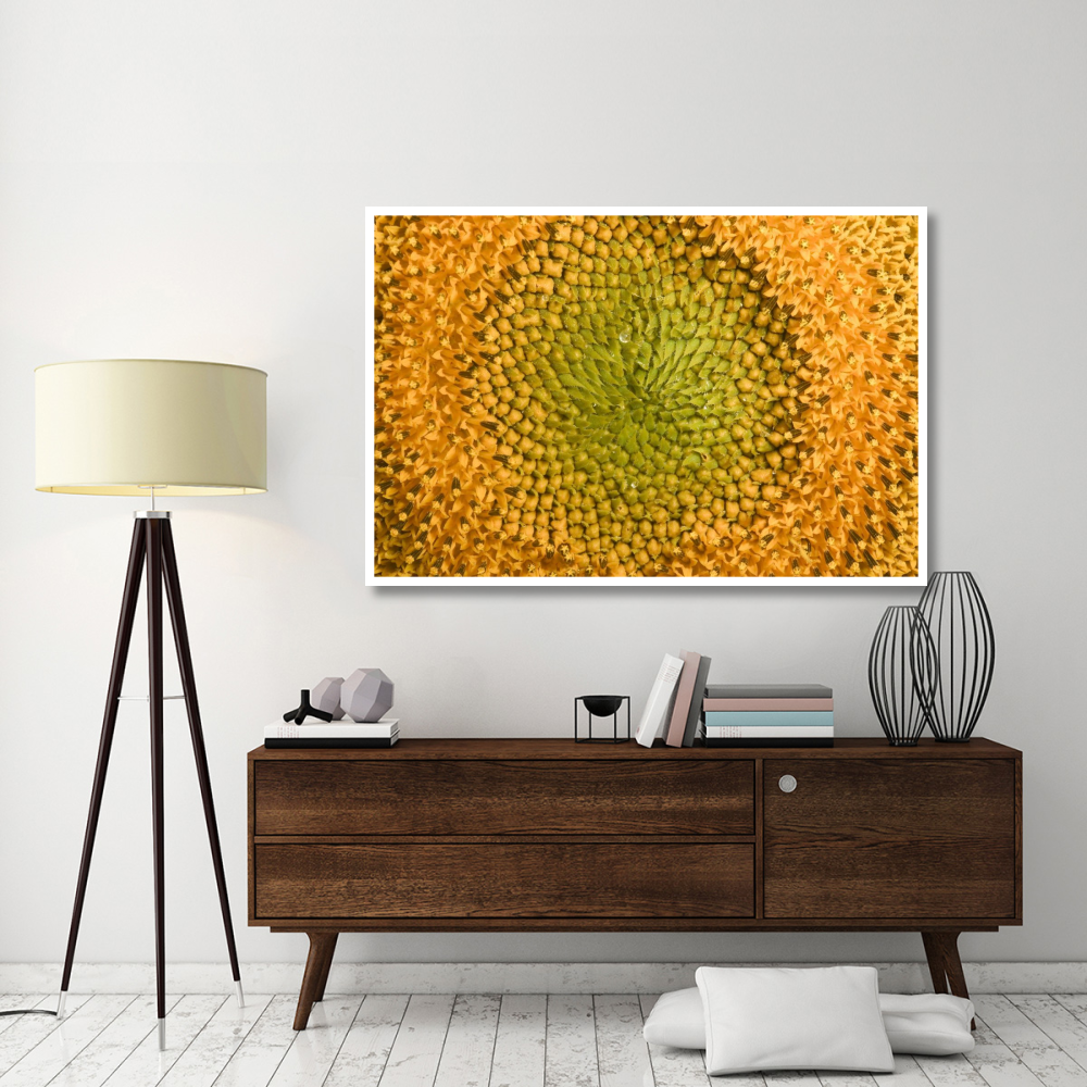 Common Sunflower close up showing anthers covered with pollen, Bourgogne, France-Paper Art-62&quotx42"