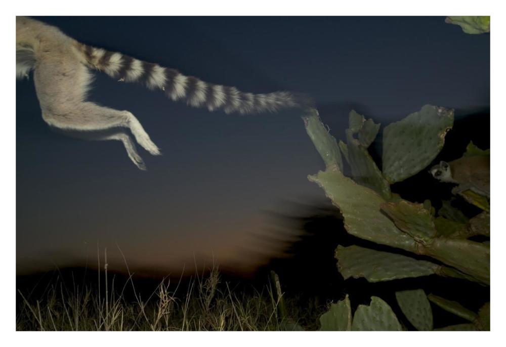 Ring-tailed Lemur leaping from a cactus, vulnerable, Berenty Private Reserve, Madagascar-Paper Art-32"x22"
