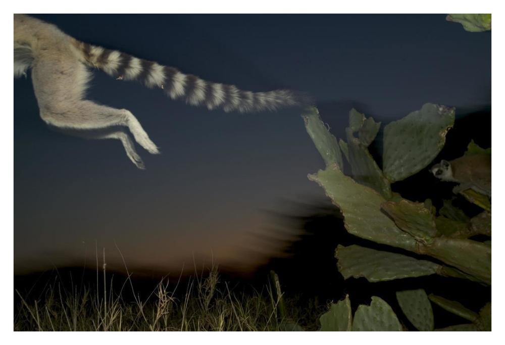 Ring-tailed Lemur leaping from a cactus, vulnerable, Berenty Private Reserve, Madagascar-Paper Art-38"x26"