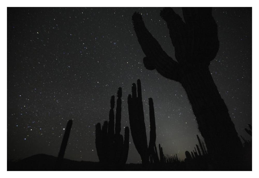 Cardon cacti by night with stars, El Vizcaino Biosphere Reserve, Mexico. Sequence 2 of 2-Paper Art-38"x26"